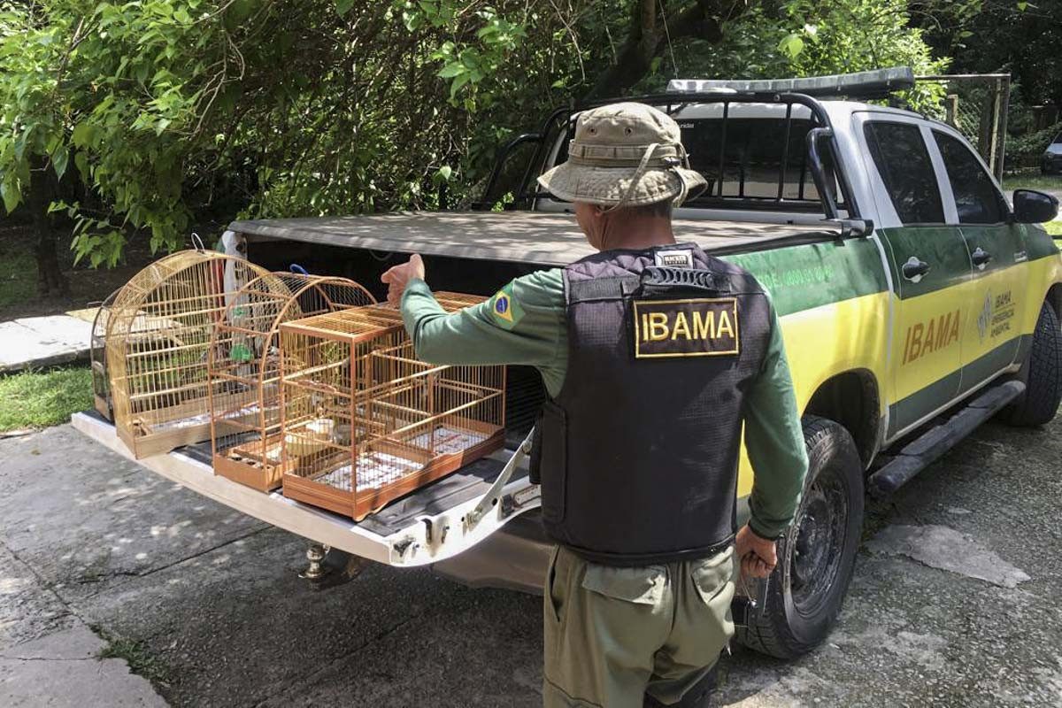 Servidor do Ibama apreende aves vendidas irregularmente